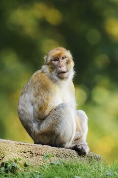 Barbary macaque or magot (Macaca sylvanus), captive, occurring in Morocco