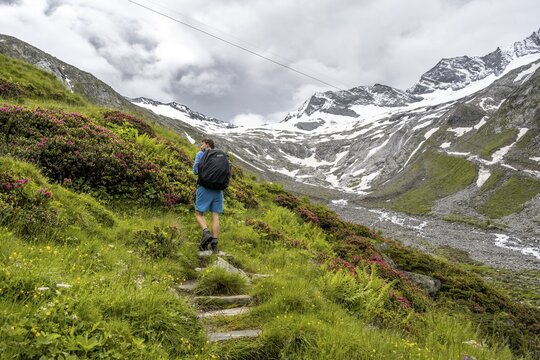 Mountaineers on a hiking trail between blooming alpine roses, view of the Schlegeisgrund valley, glaciated mountain peaks Hoher Weiszint and Dosso Largo with Schlegeiskees glacier, Berliner H&ouml;henweg, Zillertal, Tyrol, Austria