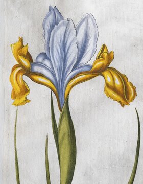 Iris xiphium (Iris Xiphium), hand-coloured copperplate engraving from the Hortus Eystettensis, plant book by the Nuremberg pharmacist Basilius Besler, Renaissance, Eichst&auml;dt, 1613