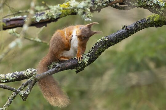 Red squirrel (Sciurus vulgaris) adult animal scratching itself on a tree branch, Yorkshire, England, United Kingdom
