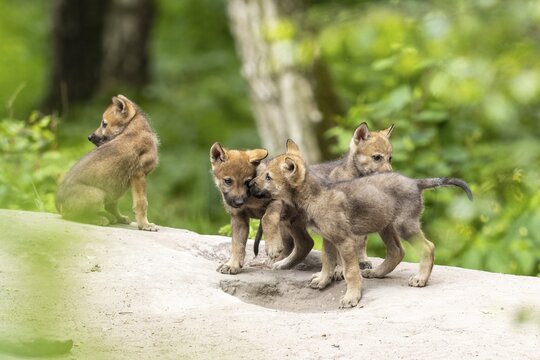 Four wolf pups playing and interacting together in the forest, European grey gray wolf (Canis lupus), Germany
