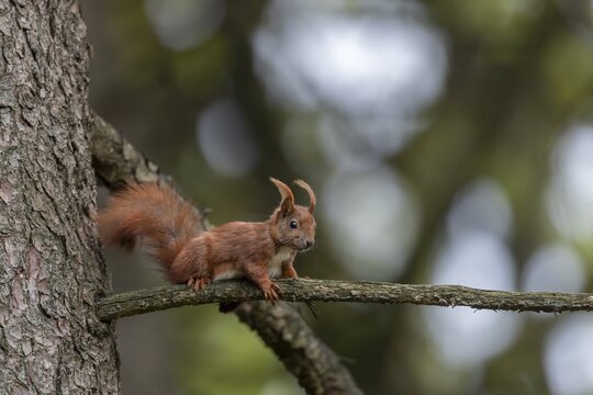 Young red squirrel (Sciurus vulgaris) at the beginning of its independence, animal children, sweet, cute, May, Germany