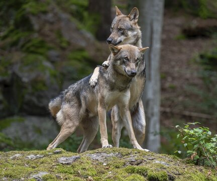 Wolves (Canis lupus) standing on a rock covered with moss, social behaviour, captive, Bavarian Forest National Park, Bavaria, Germany
