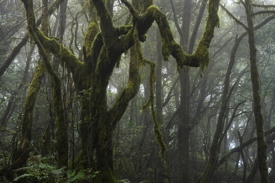 Laurel trees with mosses and lichens in the cloud forest. Foggy weather. Garajonay National Park, La Gomera, Canary Islands, Spain