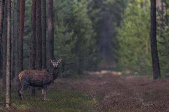 In mid-March, the younger red deer (Cervus elaphus) usually still wear their antlers, while the older members of the species shed their antlers from mid-February, shedding time, antler loss, March, Germany