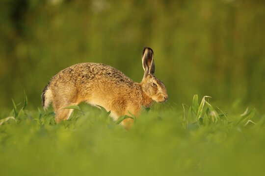 European brown hare (Lepus europaeus) adult animal stretching in a farmland maize field in summer, England, United Kingdom