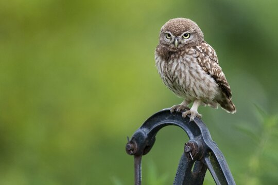 Little owl (Athene noctua), Vechta, Lower Saxony, Germany