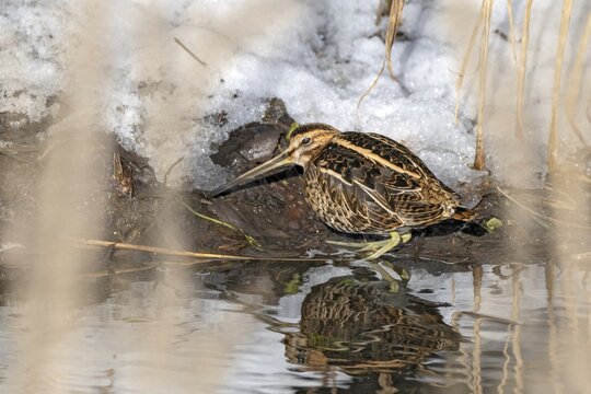 Common snipe, (Gallinago gallinago), sitting on the bank, M&uuml;nster, Tyrol, Austria