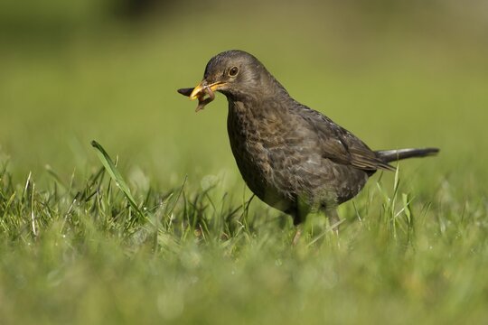 Eurasian blackbird (Turdus merula) adult female garden bird collecting worms in its beak for food from a grass lawn in spring, Suffolk, England, United Kingdom