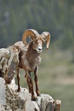Rocky Mountains bighorn sheep (Ovis canadensis canadensis), ram standing on a rock, Jasper National Park, Alberta, Canada