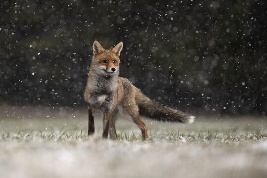 Red fox (Vulpes vulpes) during snowfall, Eifel, Rhineland-Palatinate, Germany