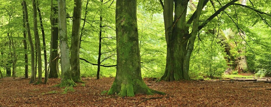 Panorama, primeval forest with huge old moss-covered beech trees, Sababurg primeval forest, Reinhardswald, Hesse, Germany