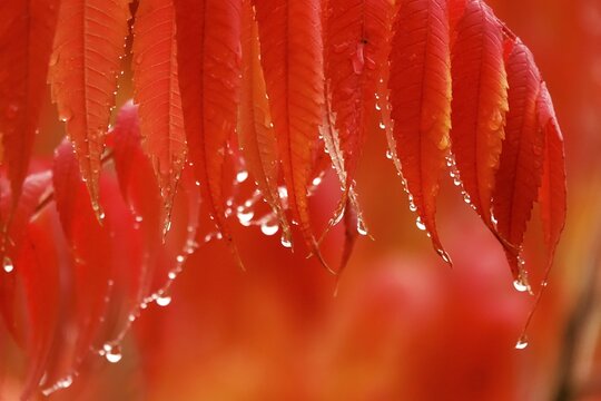 Vinegar tree after rain in autumn, Germany
