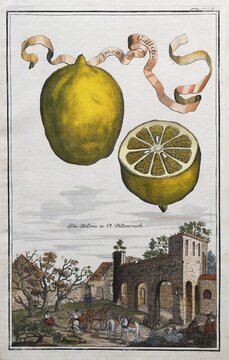 Lemons, citrus fruits, Pillenreuth Monastery, hand-coloured copper engraving or copper etching by Johann Christoph Volkamer or Volckamer, from N&uuml;rnbergische Hesperides oder gr&uuml;ndliche Beschreibung der Edlen Citronat, Citronen, und Pomerantzen-Fr&uuml;chte, Nuremberg 1708, 1714