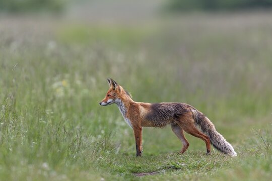 Red fox pheasant (Vulpes vulpes) in the High Tatras hunting for mice, rearing young, early summer, hunting, provisioning, Slovakia