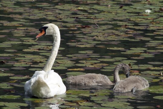 Mute Swan (Cygnus olor) with young, Lake Reintaler-See, Kramsach, Tyrol, Austria, Europe
