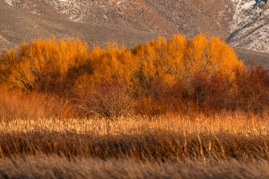 Marsh in late afternoon sunlight