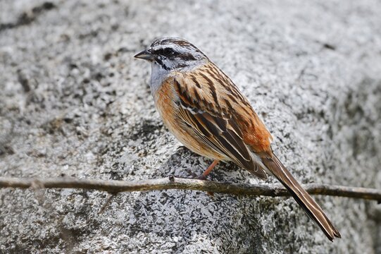 Rock Bunting (Emberiza cia), male, Algarve, Portugal