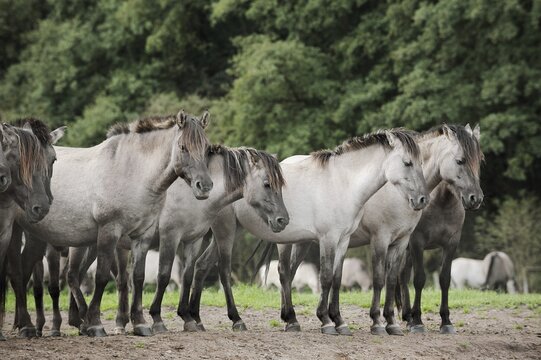 D&uuml;lmener Wildpferde, Merfelder Bruch, D&uuml;lmen, North Rhine-Westphalia, Germany