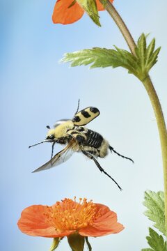 Bee beetle (Trichius fasciatus), in flight, on a flower of Fox-and-cubs (Hieracium aurantiacum), Germany