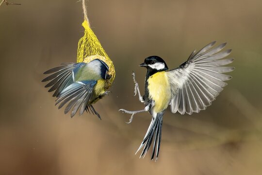 Great tit (Parus major) flies at a titmouse dumpling, wildlife, Germany