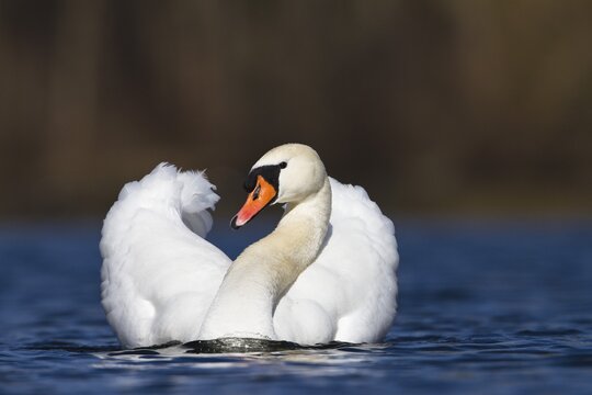 Mute Swan (Cygnus olor), aggressive display, Upper Bavaria, Bavaria, Germany, Europe