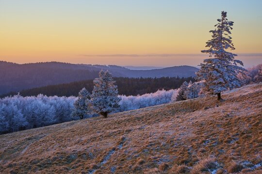 Lonely trees under frosty sunset light on a slope, winter, Route de Cretes, Hohneck, La Bresse, Vosges, France