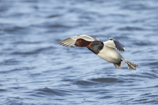 Common pochard (Aythya ferina) adult male duck coming into land on water, Cambridgeshire, England, United Kingdom
