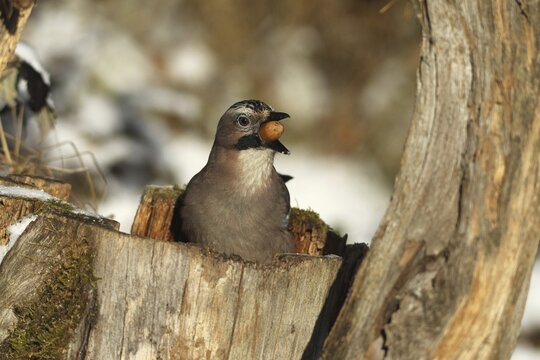 Eurasian Jay (Garrulus glandarius) with acorn (Quercus) in its beak, feeding in the forest during winter, Allg&auml;u, Bavaria, Germany, Allg&auml;u, Bavaria, Germany