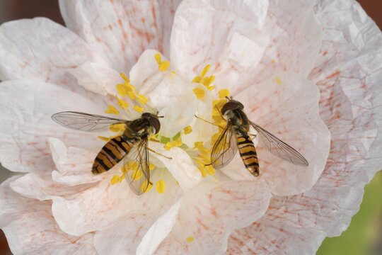 Common hoverfly (Eupeodes corollae) two adult insects feeding on a garden poppy flower in summer, England, United Kingdom