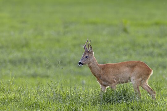 The old roebuck (Capreolus capreolus) watches the younger buck on the opposite side of the river very attentively, for him it is important to retreat in time and avoid a fight, leaf season, mating season, August, Germany