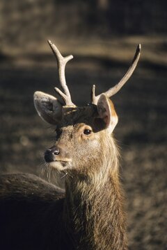 Barasingha (Cervus duvaceli), male, India, Asia