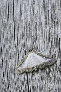 Box tree moth (Cydalima perspectalis) on weathered wood, North Rhine-Westphalia, Germany