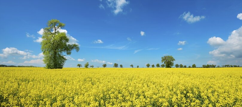Rape field in bloom with large old lime trees, blue sky with (cumulus) clouds, cultivated landscape in spring, Burgenlandkreis, Saxony-Anhalt, Germany