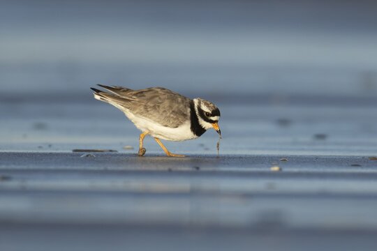 Ringed plover (Charadrius hiaticula) adult wading bird pulling a worm from a beach in spring, Norfolk, England, United Kingdom