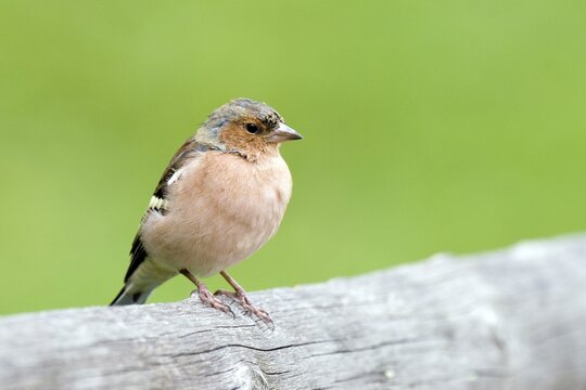 Chaffinch (Fringilla coelebs), Engalm, Karwendel Range, Tyrol, Austria, Europe