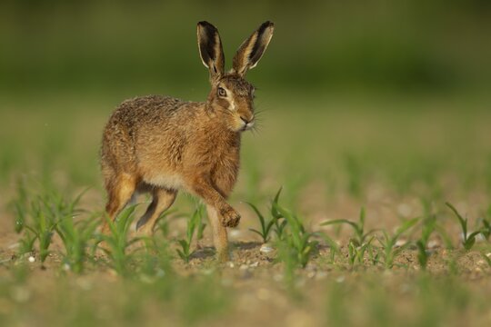 European brown hare (Lepus europaeus) adult animal running in a farmland maize field in summer, England, United Kingdom