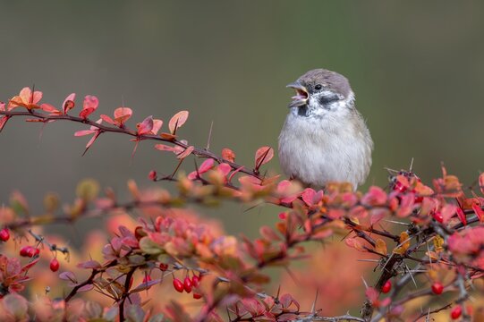 Tree sparrow (Passer montanus) sitting in a barberry bush, Littlewood Ranch, Limbach, Burgenland, Austria