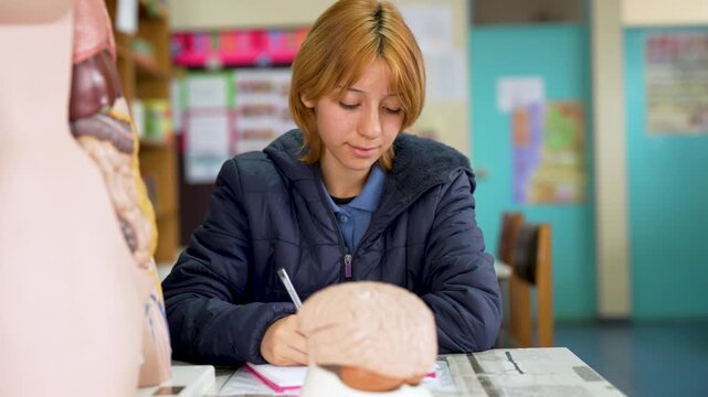 Young female student taking notes while studying a human brain model during a biology lesson