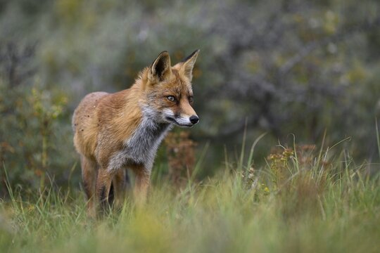 Red fox (Vulpes vulpes), Nordholland, Netherlands