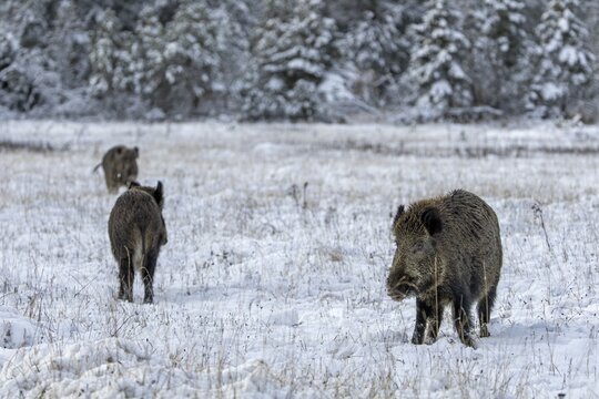 A second wild boar (Sus scrofa) and its companion approaching at a fast trot, winter, snow, cold, intoxication, mating season, November, Denmark