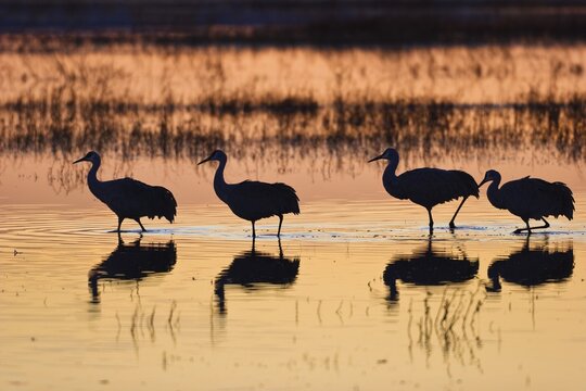 Sandhill Cranes (Grus canadensis) at sunrise, dawn, Bosque del Apache Wildlife Refuge, New Mexico, North America, USA
