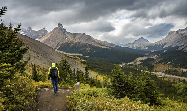 Hiker between autumnal bushes, view of Sunwapta Pass, mountain landscape and glaciers in autumn, mountains Hilda Peak and Mount Wilcox, Parker Ridge, Icefields Parkway, Jasper National Park National Park, Canadian Rocky Mountains, Alberta, Canada