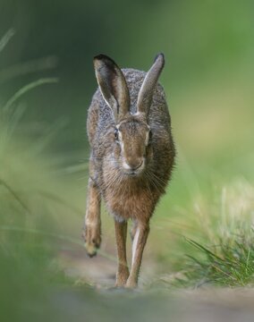 European hare (Lepus europaeus) running along a country lane, wildlife, Lower Saxony, Germany