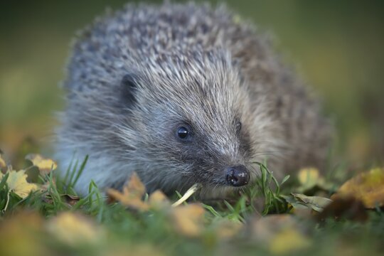 European hedgehog (Erinaceus europaeus) adult animal on fallen autumn leaves on a garden lawn, England, United Kingdom