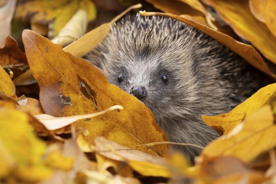 European hedgehog (Erinaceus europaeus) adult animal emerging from a pile of fallen autumn leaves during hibernation in a garden, England, United Kingdom