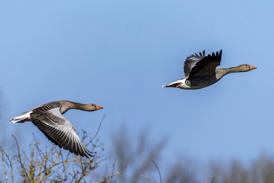 Two geese flying high in the sky with trees in the background, grey goose (Anser anser), wildlife, Germany