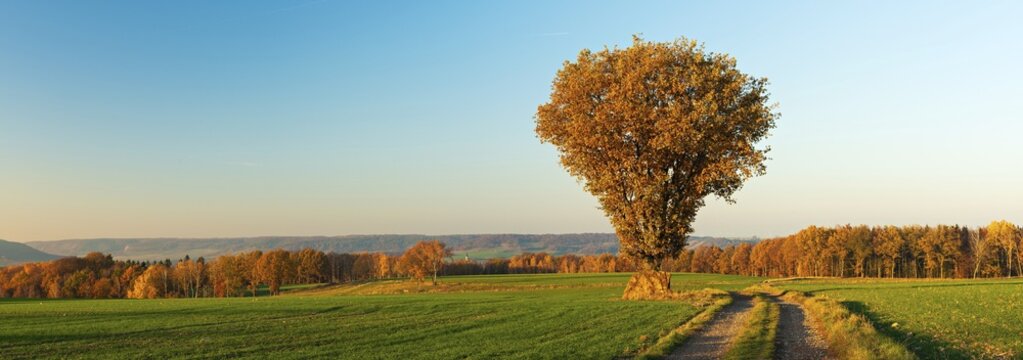 Panorama, field landscape in autumn, Oak ( Quercus) on the field path in autumn colouring, near Hermsdorf, Germany ( Th&uuml;ringen) d