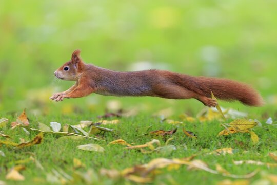 A squirrel hovers long across the meadow with autumn leaves, squirrel (Sciurus vulgaris), wildlife, Germany