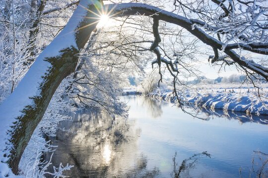 Snow-covered river landscape with trees, overhanging branch of English oak (Quercus robur) protruding over the water, bending, leaning, sun rays, sun, sun star, rays of light and blue sky, reflection, frost on branches, twigs and grasses, shore, ice crystals, forest edge, wintry, frosty, sunny, frost, icy, reflections, light reflections, reflection, stillness, tranquillity, still life, still life, winter day, winter landscape, cold, nature, winter, Ilmenau, district of L&uuml;neburg, Lower Saxony, Germany